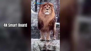 برد هوشمند 4K برای آموزش و تجارت